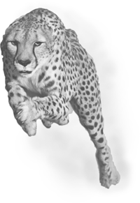 Cheetah_01